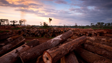 До конца мая 2019 года на лесоматериалы из тропических пород дерева будет действовать нулевая ставка таможенной пошлины